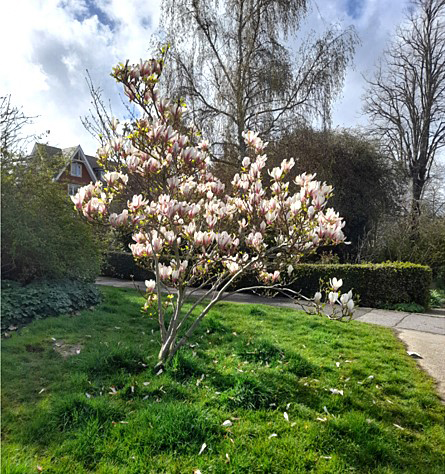 Magnolia Tree in Lichfield Avenue planted by OHSCA about 10 years ago